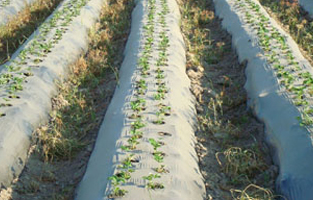 Damlama Sulama Boruları