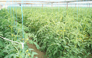 Damlama Sulama Sistemleri